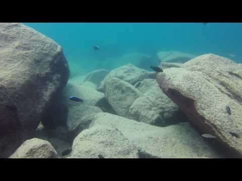 Copadichromis trewavasae all' isola di Masimbwe