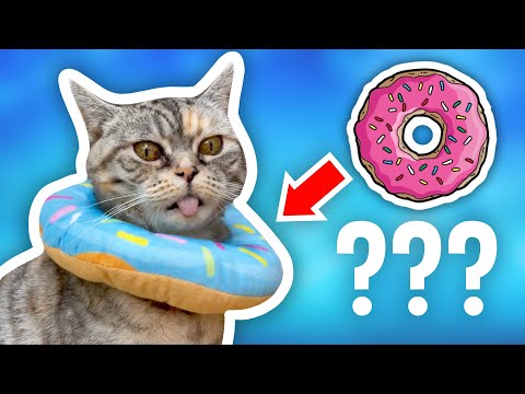 Why Does My Cat Wear a Donut? #shorts