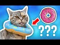 Why Does My Cat Wear a Donut? #shorts