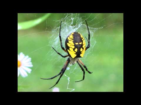Kingston Echo   ft Missing Link - Along came a spider