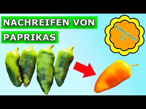 Aus grün mach bunt! Einfacher Trick: So werden unreife Paprikas im Herbst noch reif und lecker.