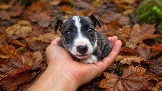 Small Pittie was Abandoned and We Couldn't Leave Her