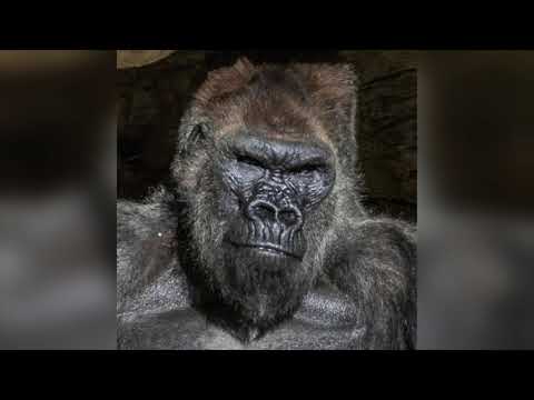 EVILLAIRE - SKULL GANG GOON GORILLA (PROD. KRONE)