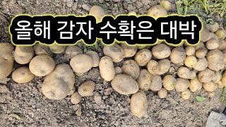 감자 수확하기, 올해 감자 수확은 대박.