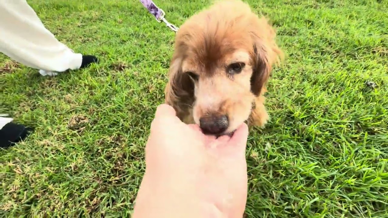 Enlarge Gina, a ADOPTABLE Cocker Spaniel in South San Francisco, CA video 6/6