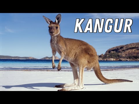 TOP 20 CIEKAWOSTKI - KANGUR 🦘