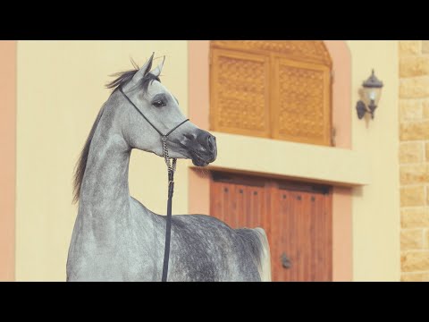 THARWAT AL BAYDAA - (Raoud Albidayer x Zenyatta), Grey mare owned by Samjad Stud