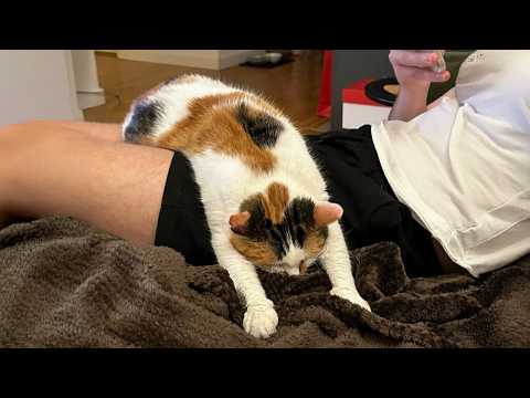 When Your Cat Deserves an Oscar for Best Comedian 🏆😂 Funny Cat Videos