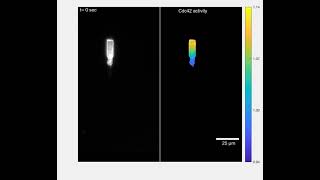 Optogenetic stimulation reverses the direction of motion