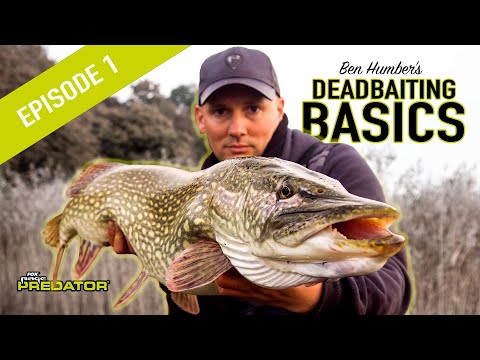 PIKE DEADBAITING BASICS PT1: Learn to fish for pike using deadbaits, pike fishing tutorial