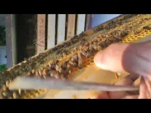 Prvi proljetni pregled i zahvati u plodište- nekoliko praktičnih primjera