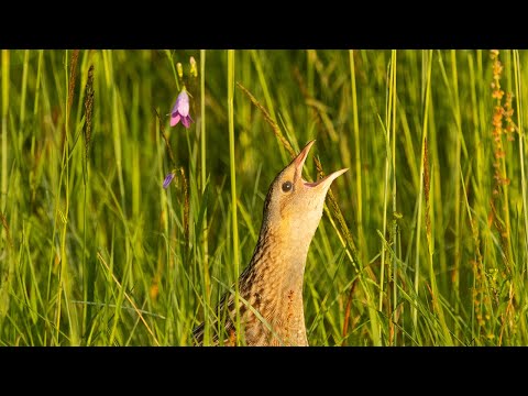 Chriaštieľ poľný (Crex crex) – spev na lúkach v Estónsku