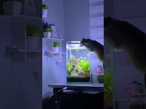Fish flavored water for cats