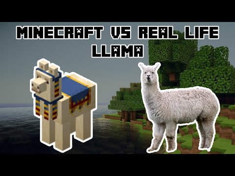 Minecraft survival llama vs Real life llama | Funny fails and funny moments