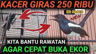Download lagu GILA‼️BELI 250 RIBU KACER GIRAS AKU BANTU RAWATAN AGAR KACER BUKA EKOR FIGHTER KELUAR mp3
