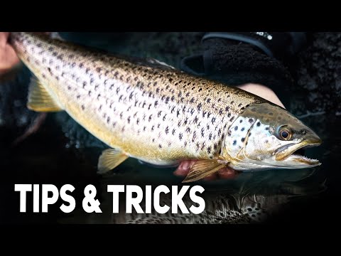 Fang En Havørred – Begynder Tips & Tricks Til Havørredfiskeriet!
