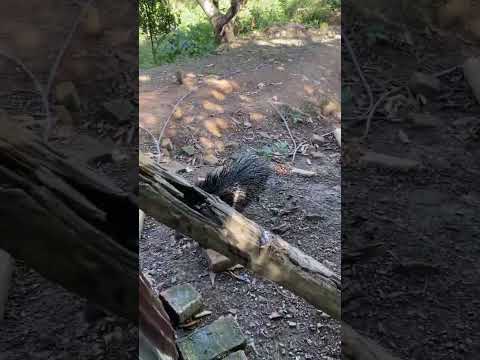 Queixada veio cruzar a porca