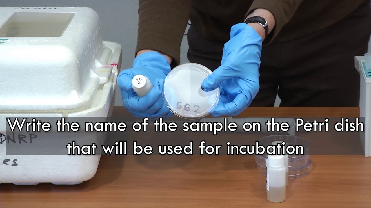 E. Coli Bacteria Testing