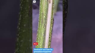 Rice Root #Aphid Treatment Resources