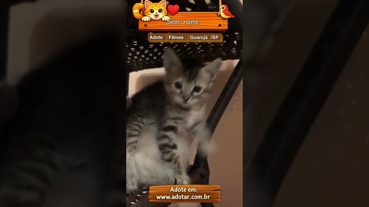 Gato raça SRD-ViraLata idade 2 a 6 meses nome Sem nome