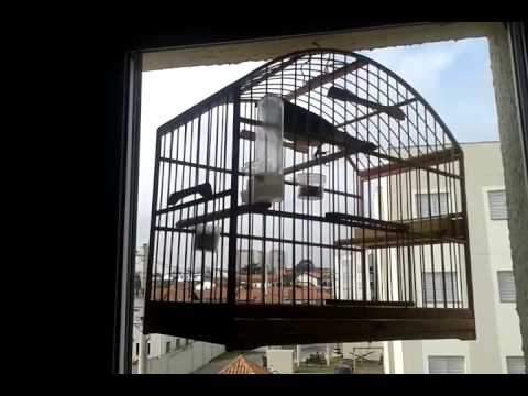 Trinca ferro 4 notas liso