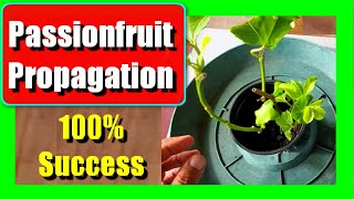 How to Grow Passion Fruit From Cutting: Passion Fruit Propagation From Cuttings