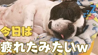 サロンに預けたフレブルを迎えに行くよ！🙋🏻‍♂️