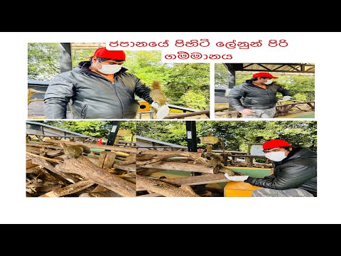 Squirrel village in Japan🐿travel in gifu 🇯🇵cable car ride 🚠