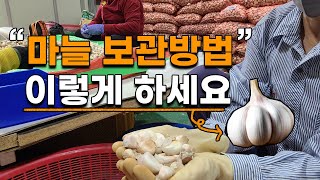 마늘 1년동안 썩지 않게 보관하는법 봄까지 끄떡없습니다 마늘보관법 씨마늘 국산마늘