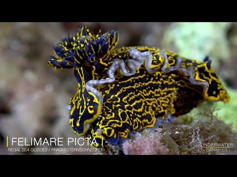 Felimare picta