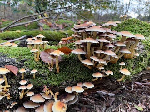 Vlog 21# Appelscha deel 2 Wandelen en fietsen door het mooie Nationaal Park Drents-Friese Wold