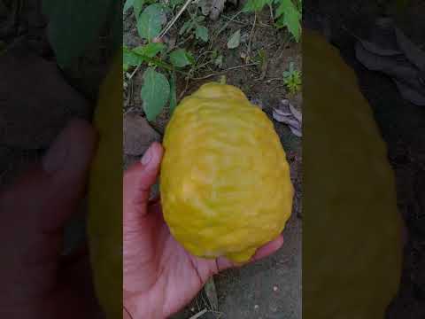 Big Fresh🍋Fruit.#shortsvideo #shorts #short