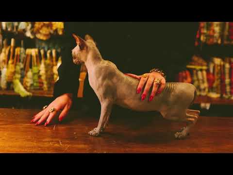 La Zarra - Fleur oubliée