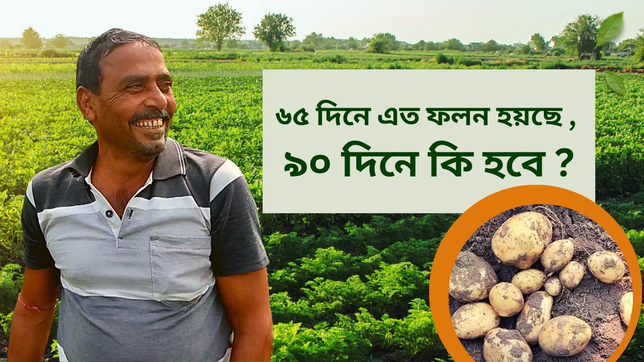 Fastest Bulking Potato in East India