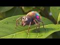 The Little Spider Goes Up Down Itsy Bitsy Spider Opposites Song