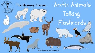 Learn English for Kids | Arctic Animals Talking Flashcards | The Mommy Corner gameplay video by mgorham, 3:24 duration