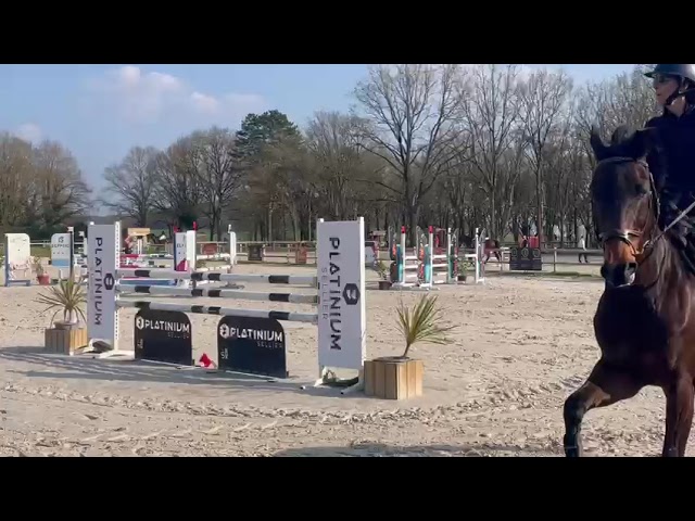  Hongre SF 9 ans &ndash; 1,67 m &ndash; Bai fonc&eacute; 