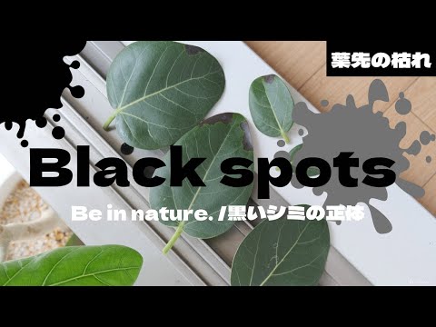葉先が黒くなる原因は？どうすれば修正できますか?  庭園