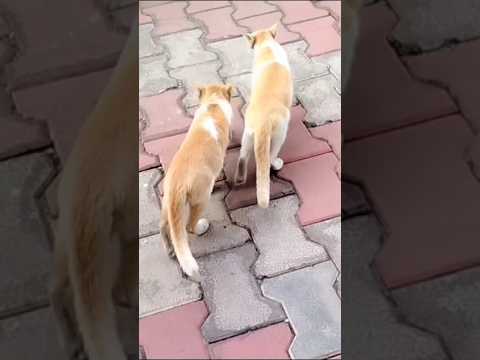 jiboner sera jinis holo 🤗 #shorts#motivation  #Love ❤️ #friends 🥰