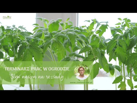 Terminarz prac w ogrodzie - siew na rozsady - ważne zasady w przygotowaniu rozsad warzyw i kwiatów