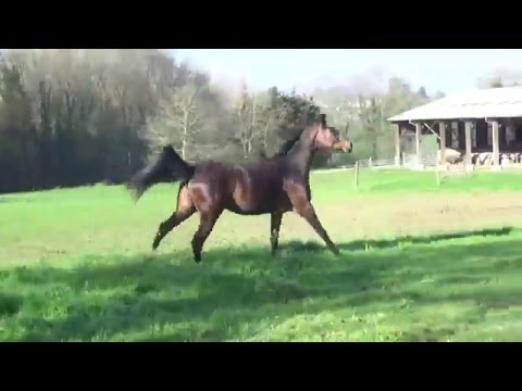 Amy du Neuhof - 3 ans - Ampere X Mondriaan X Grosso Z X Bolero