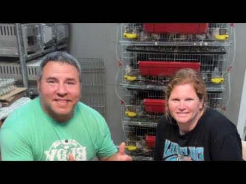 Live from the hatching room preparing for￼ auction!! New babies!!