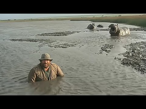 Walter Rizzati / Bud Spencer - Grau Grau Grau (traduzione)