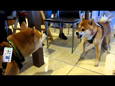 717台南聚會嗆嗆篇(原發表者:果汁媽)(影片)