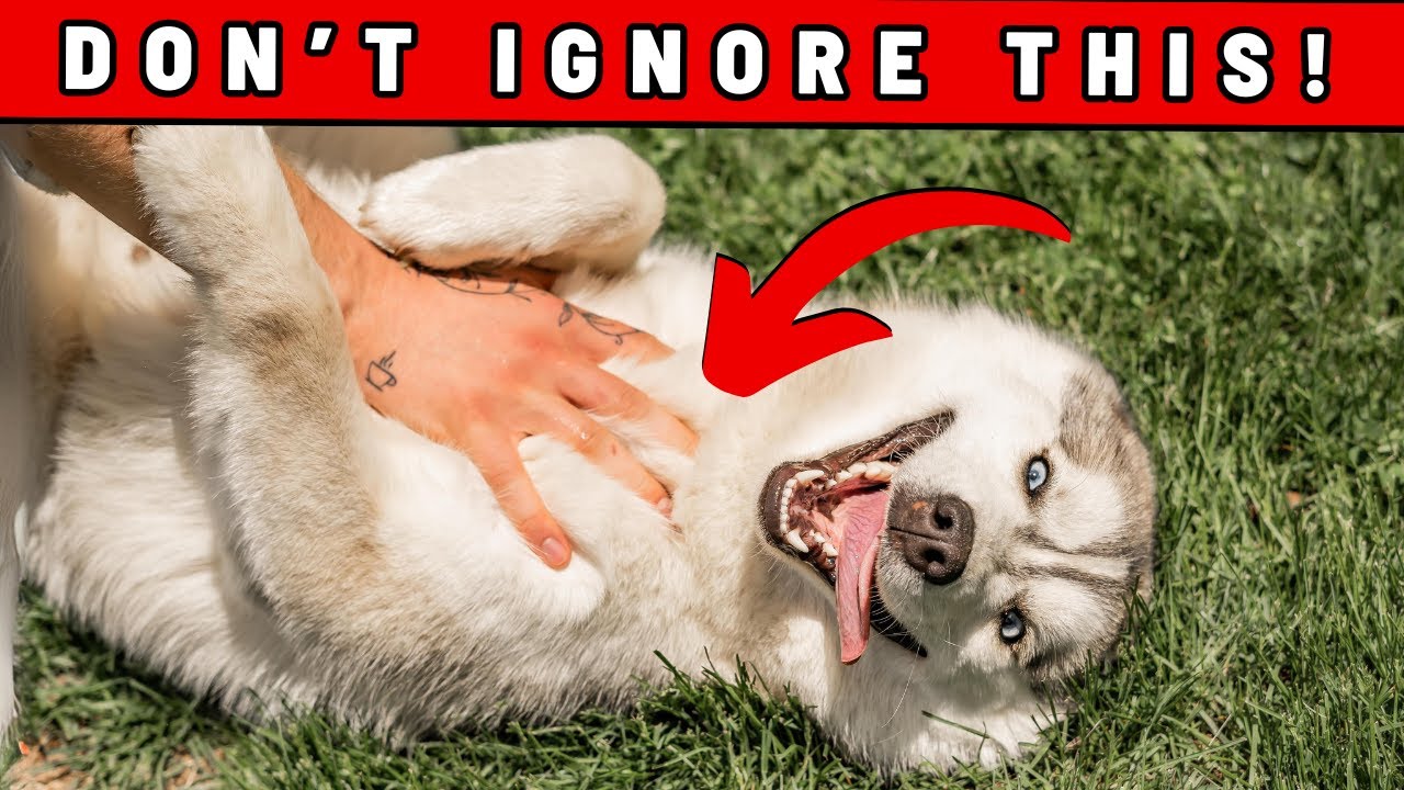 7 Surprising Signs You Are a GREAT Dog Owner!
