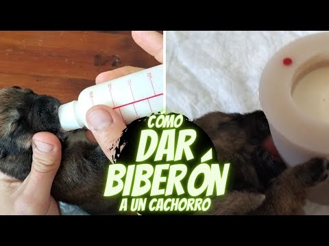 Cómo dar biberón a un cachorro  🍼