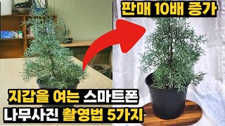 판매 10배 증가! 나무사진 스마트폰 촬영법 5가지