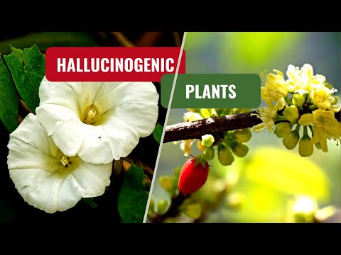 Natural psychedelic plants | Hallucinogenic plants | psychedelics