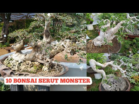 10 Biggest Streblus Asper or Sandpaper Tree On Bonsai