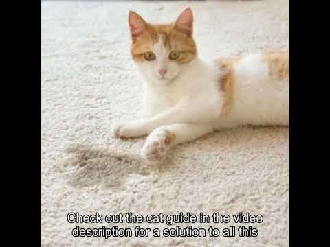 How to stop cat peeing on carpet?
